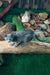 Gray kitten lounging on a log, showcasing the adorable Baron Russian Blue Kitten