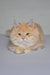 Cream-colored fluffy cat with pointed ears, gentle and adorable for Baron Siberian Kitten