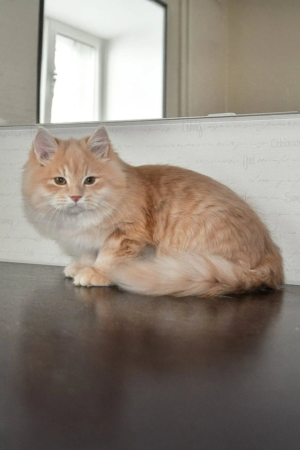 Cream-colored fluffy cat relaxing on a surface, featured in Baron | Siberian Kitten