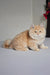 Cream-colored fluffy cat relaxing, showcasing the Baron Siberian Kitten product