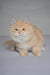 Cream-colored fluffy Siberian kitten named Baron with gentle eyes and pointed ears