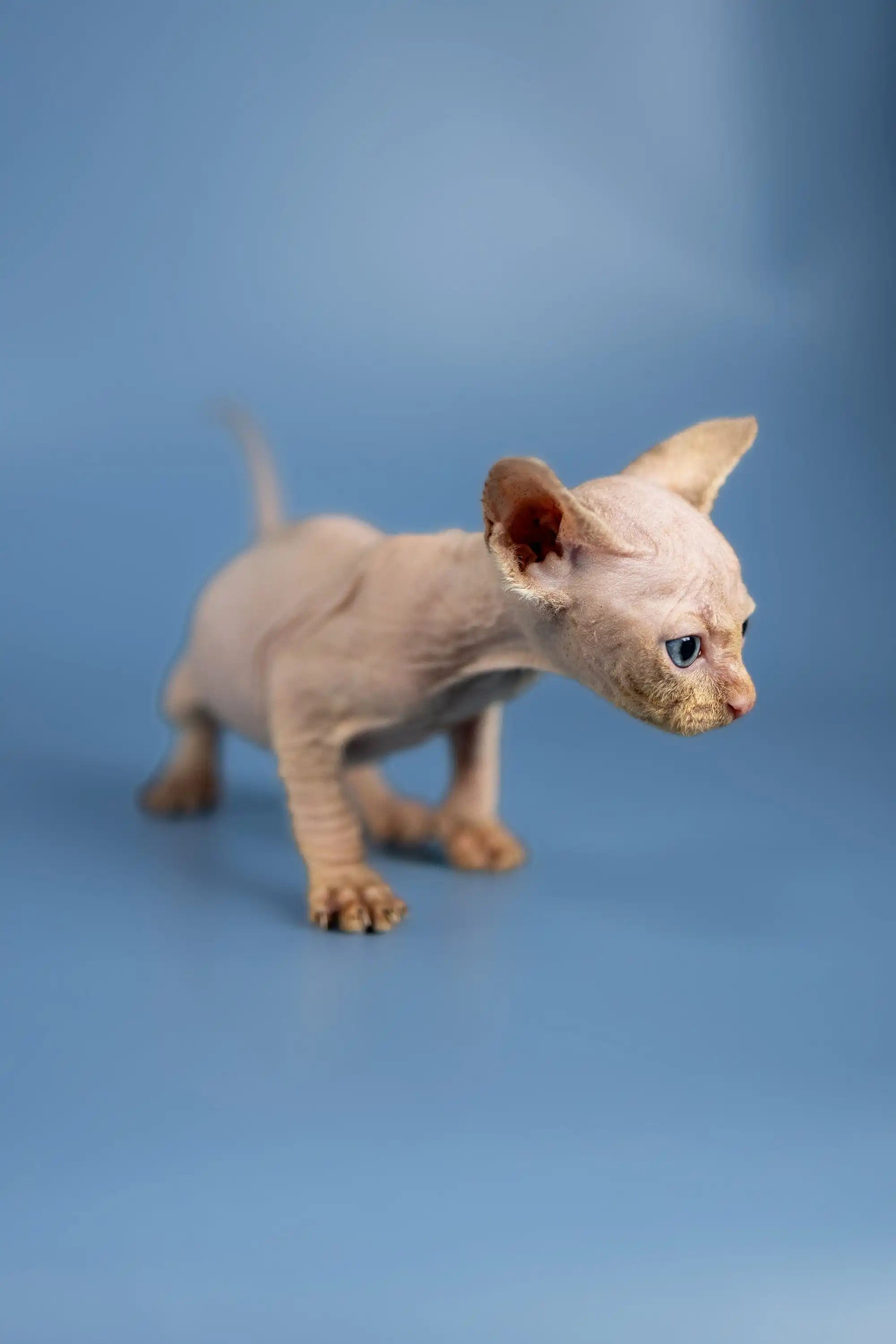 Hairless Sphynx Cats for Sale Baron | Kitten