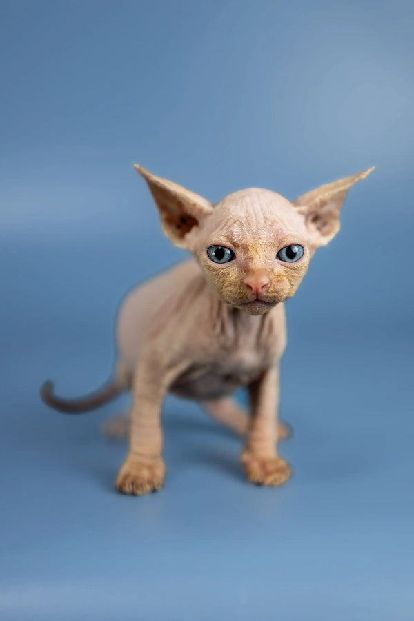 Adorable Baron Sphynx kitten with big ears and striking green eyes. Perfect pet!