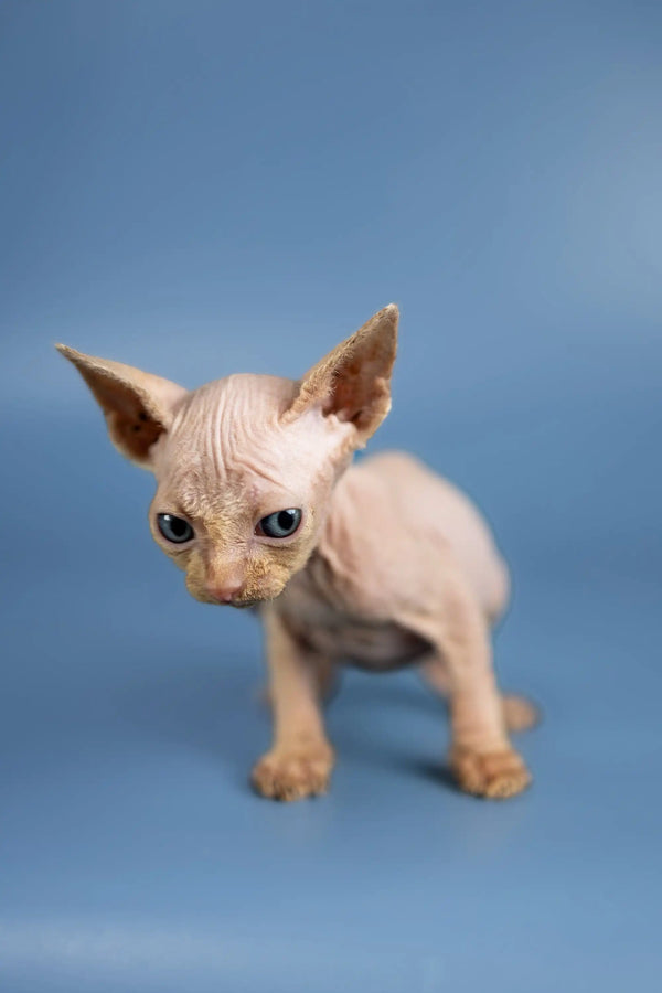 Adorable Baron Sphynx kitten with big ears and unique wrinkled skin looking cute