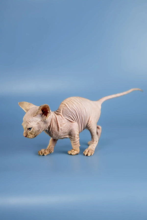 Adorable Baron Sphynx kitten with wrinkled pink skin on a blue surface