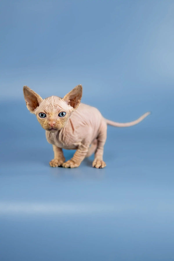 Cute Hairless Sphynx kitten, Baron Sphynx, with wrinkled skin and big ears