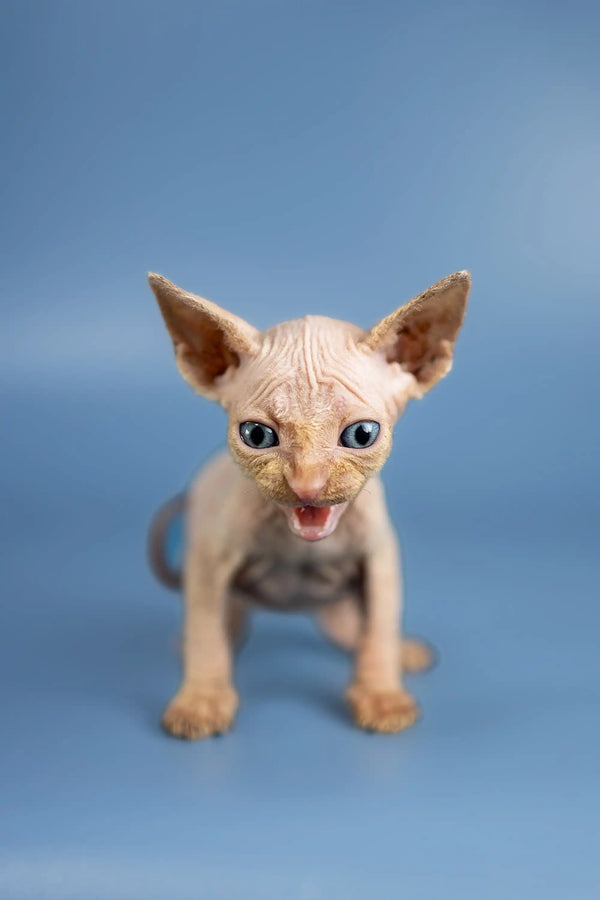 Adorable Baron Sphynx kitten with big ears and blue eyes meowing cutely