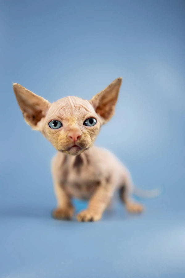 Adorable Baron Sphynx kitten with big ears and blue eyes ready for your home