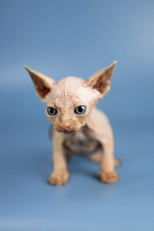 Hairless Sphynx kitten with big ears and eyes, featured as Baron Sphynx kitten