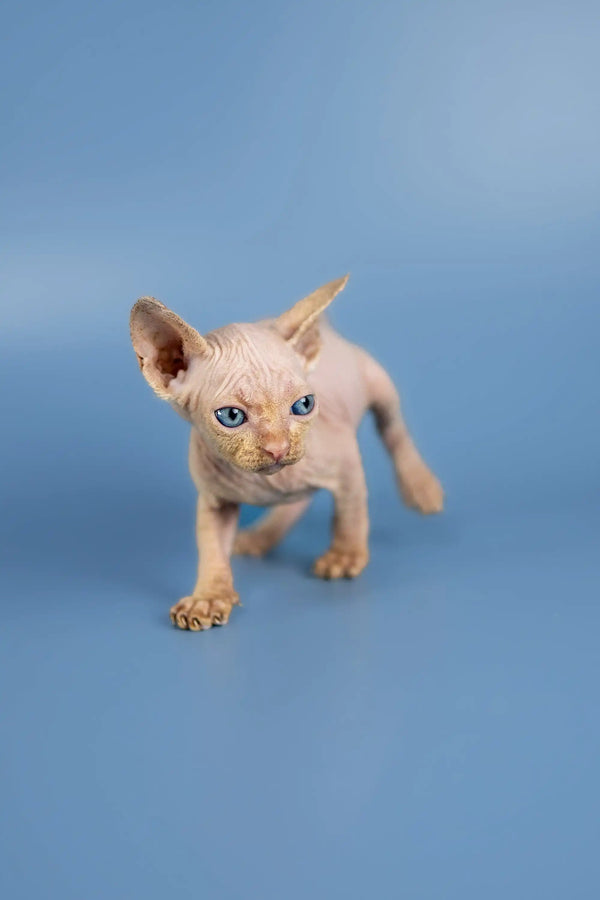 Hairless Baron Sphynx kitten with bright blue eyes standing on a plain surface