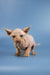 Hairless Sphynx kitten with pink skin and big ears from Baron Sphynx collection
