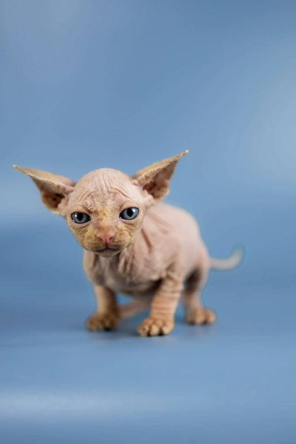 Hairless Sphynx kitten with pink skin and big ears from Baron Sphynx collection