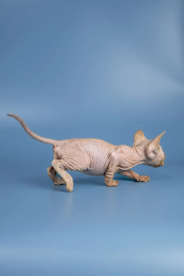Hairless Sphynx kitten walking, showcasing the adorable Baron Sphynx’s unique wrinkles