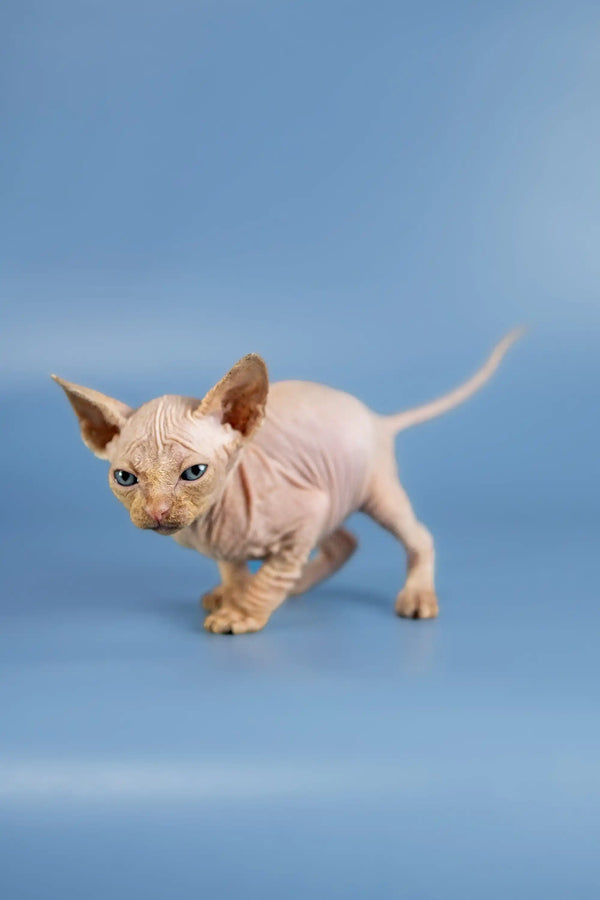 Cute Baron Sphynx kitten with wrinkled skin and big ears, perfect for cat lovers!