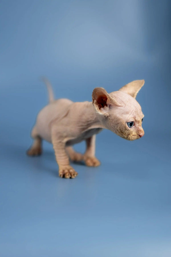 Cute Baron Sphynx Kitten with wrinkled skin and big ears, perfect for cat lovers