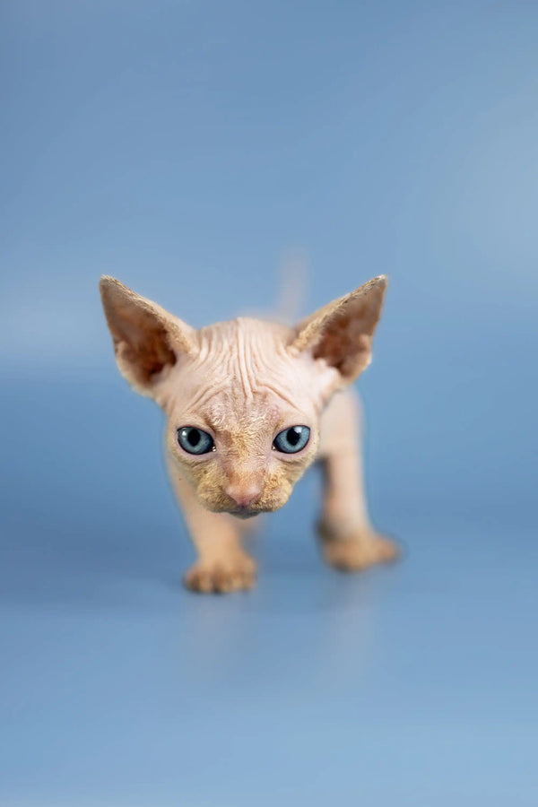 Adorable Baron Sphynx Kitten with big ears and striking blue eyes