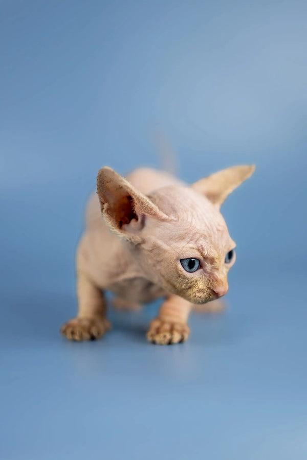 Cute Baron Sphynx kitten with blue eyes and wrinkled skin, ready for cuddles