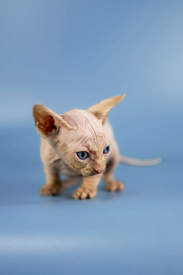 Adorable Baron Sphynx kitten with wrinkled skin and big ears, perfect for cuddles