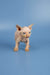 Adorable Baron Sphynx kitten with wrinkled pink skin and big ears, perfect for cuddles