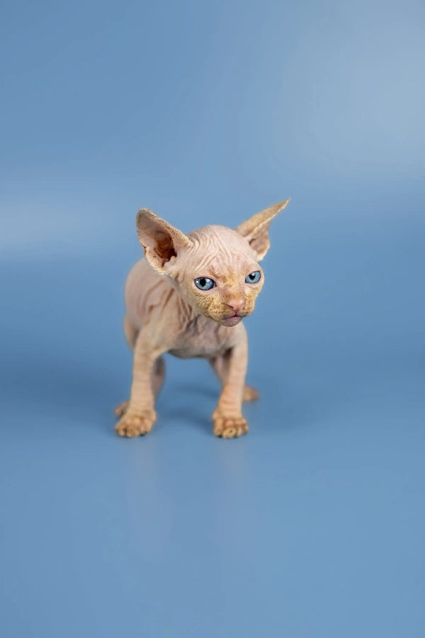 Adorable Baron Sphynx kitten with wrinkled pink skin and big ears, perfect for cuddles