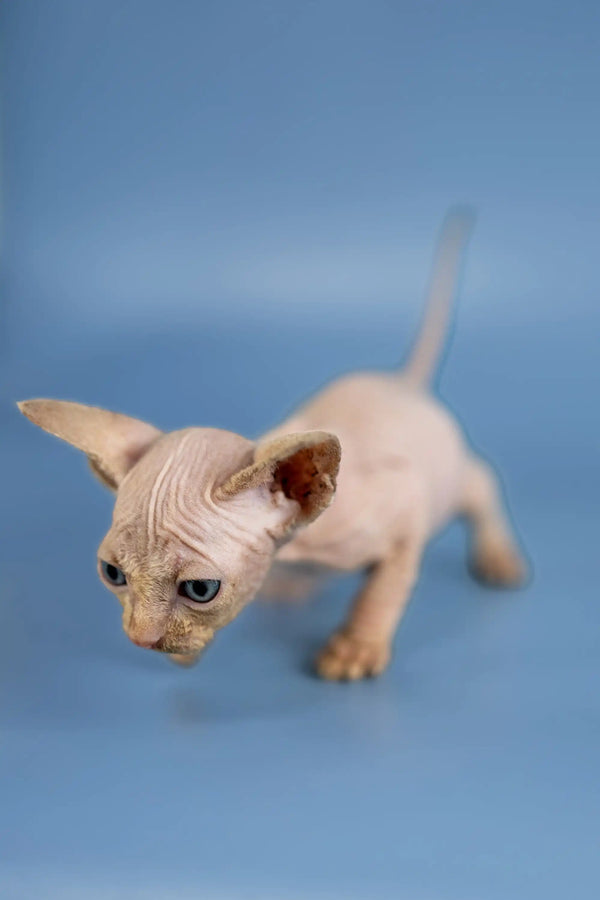 Adorable Baron Sphynx kitten showcasing wrinkled skin and big ears