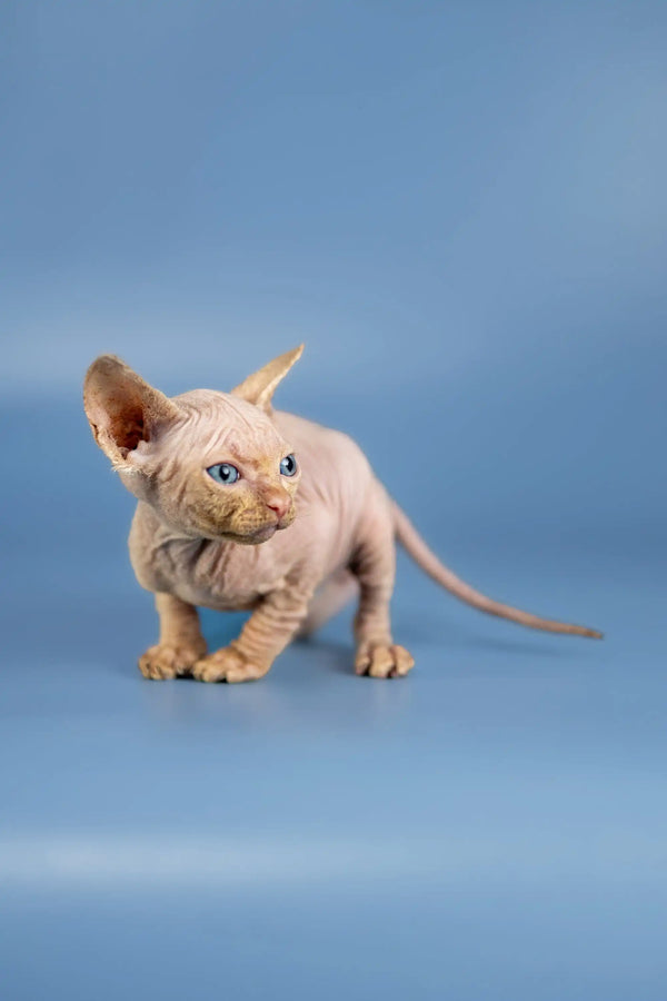 Adorable Baron Sphynx kitten with wrinkled skin and bright blue eyes