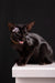 Black Oriental cat with collar from Barracuda Oriental Shorthair Kitten product