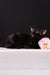 Black cat with pink flower in Barracuda Oriental Shorthair Kitten product display