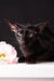 Elegant black Oriental cat named Barracuda, a charming Oriental Shorthair kitten