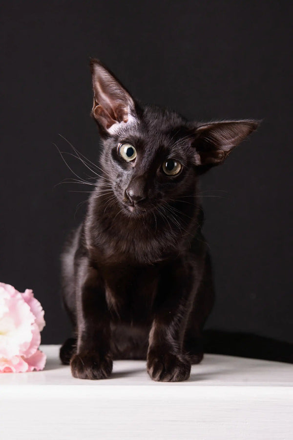 Elegant black Oriental Shorthair kitten named Barracuda looking adorable