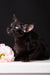 Elegant black Oriental cat in Barracuda | Oriental Shorthair Kitten product