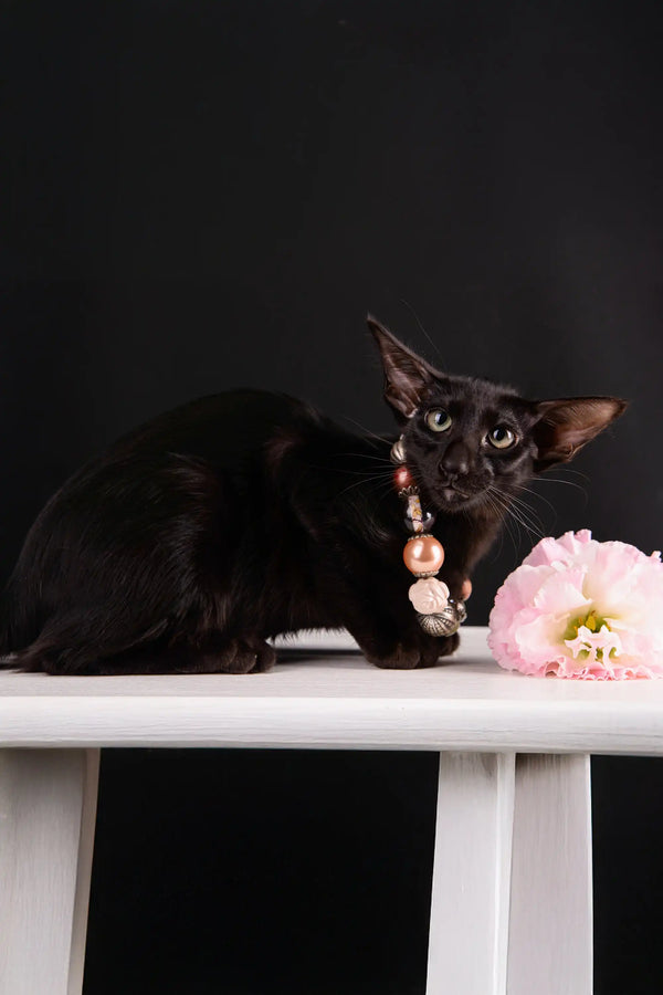 Elegant black Oriental Shorthair kitten with a stylish beaded necklace