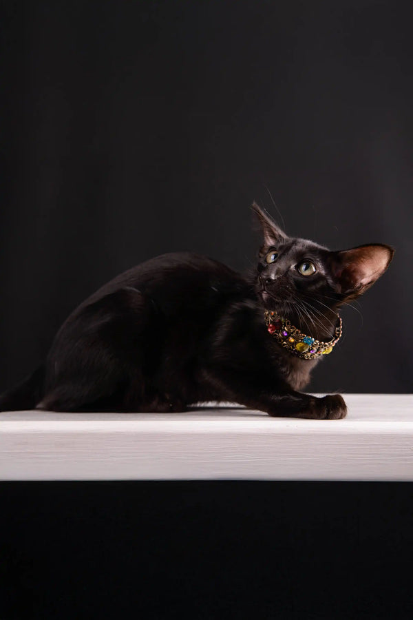 Elegant black Barracuda kitten with a colorful collar showcasing Oriental Shorthair charm
