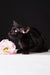 Elegant black Barracuda kitten with a cute pink flower adorning its collar