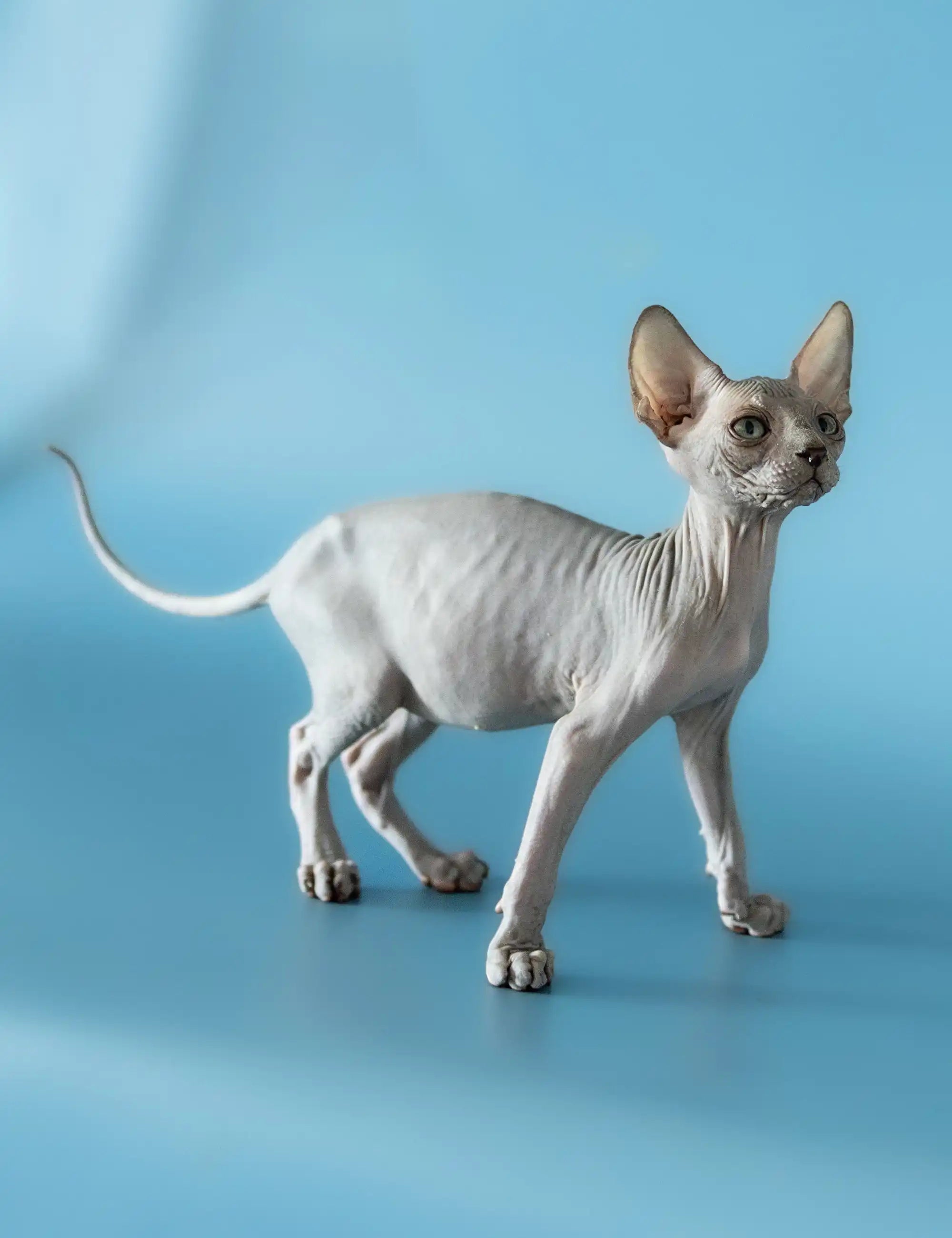 Hairless Sphynx Cats for Sale Barri | Canadian Kitten