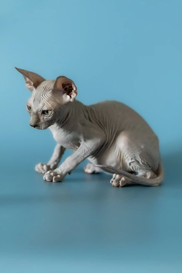 Hairless Sphynx kitten with alert expression in Barri, Canadian Sphynx product