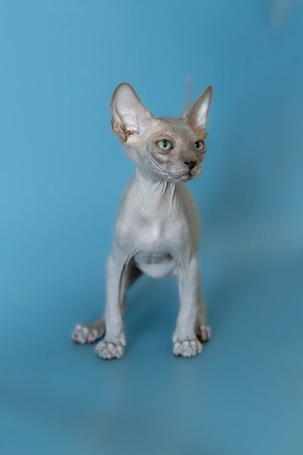 Adorable Canadian Sphynx Kitten with wrinkled skin and big ears standing upright