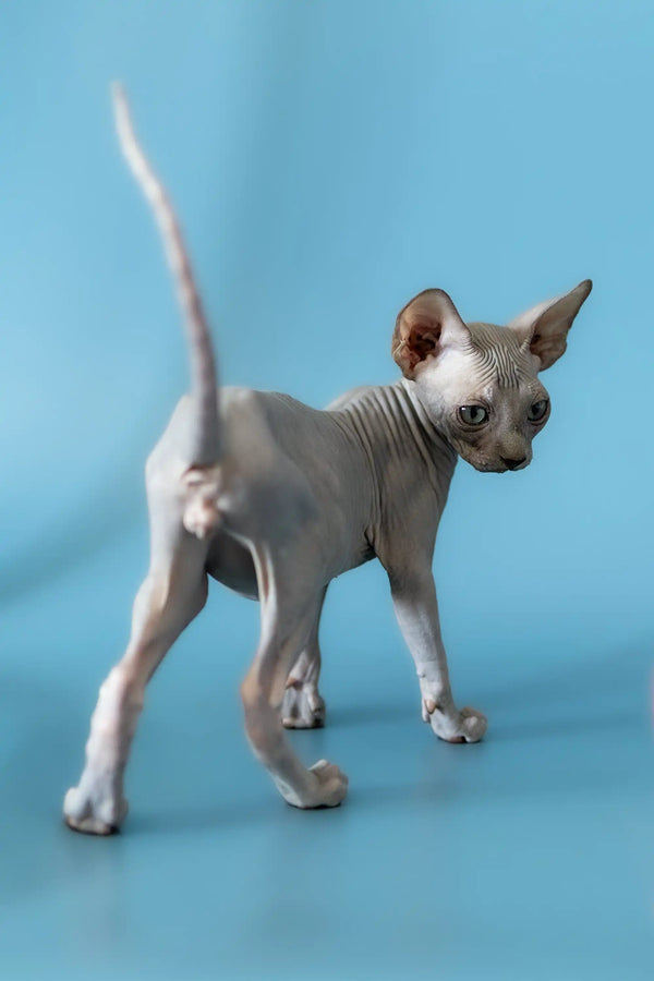 Cute Hairless Sphynx kitten with wrinkled skin and big ears, perfect Canadian Sphynx
