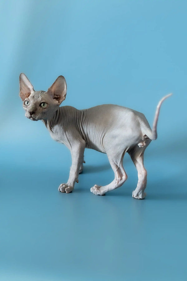 Hairless Canadian Sphynx kitten with large ears standing on plain surface