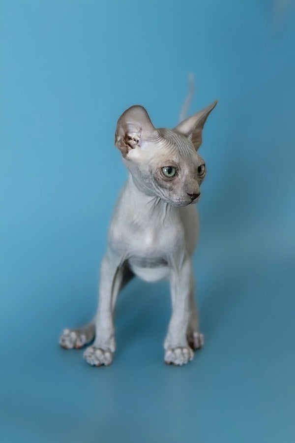 Hairless Sphynx cat with an alert look, perfect for Canadian Sphynx Kitten lovers