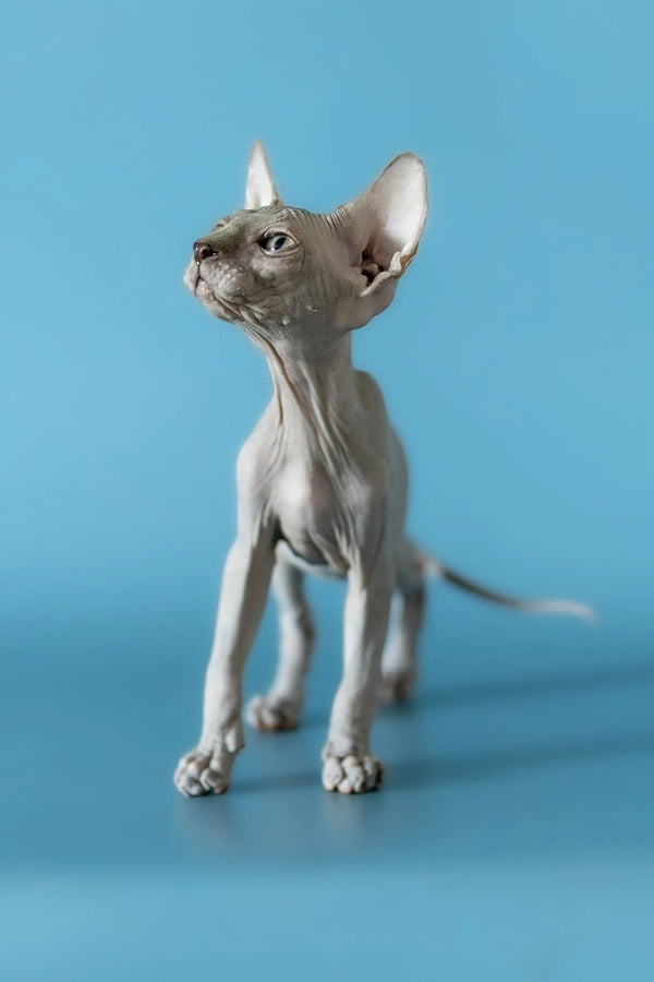 Cute Hairless Sphynx kitten with wrinkled skin and big ears from Barri Canadian Sphynx