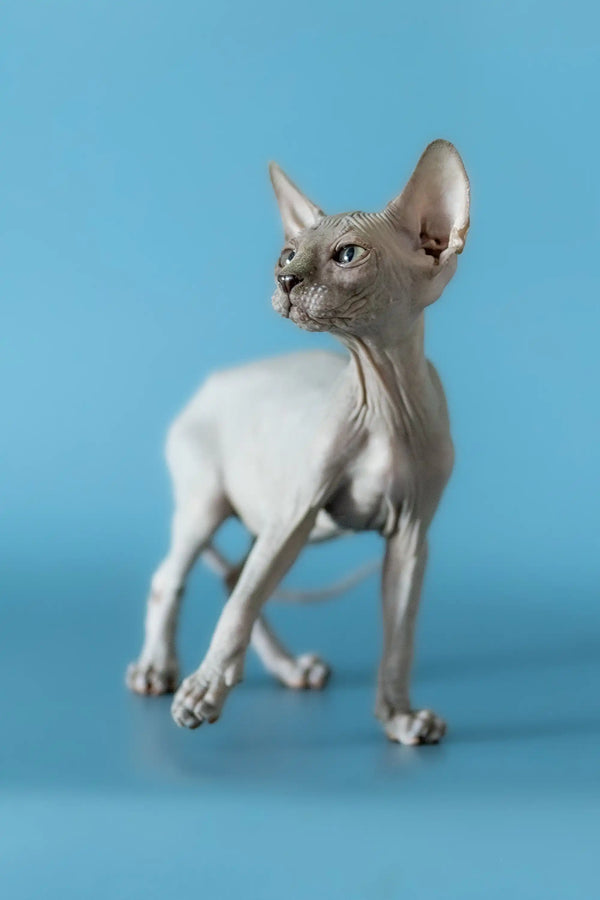 Hairless Canadian Sphynx kitten with wrinkled skin and big ears, perfect pet