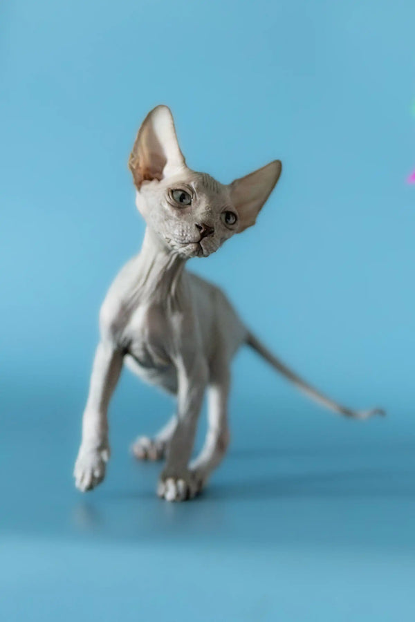 Cute Hairless Sphynx kitten, Barri, showcasing its adorable large ears and wrinkled skin