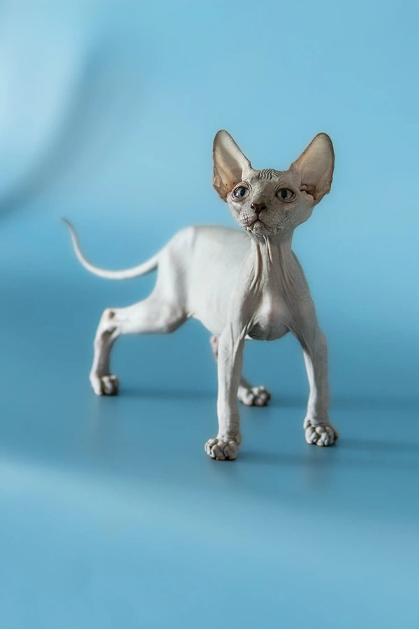 Hairless Canadian Sphynx kitten with big ears and wrinkled skin on blue surface