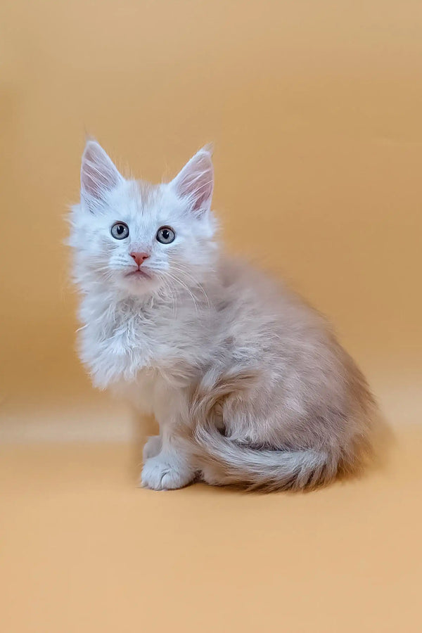 Fluffy light-colored Maine Coon kitten named Barrow looking adorable and playful