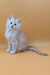 Fluffy light orange kitten from Barrow, Maine Coon Kitten collection