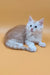 Fluffy light orange and white kitten from Barrow Maine Coon Kitten collection