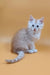 Fluffy light orange kitten named Barrow, a cute Maine Coon kitten ready for fun