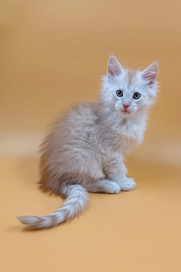Fluffy light orange kitten named Barrow, a cute Maine Coon kitten ready for fun