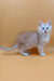 Fluffy light orange Maine Coon kitten named Barrow looking adorable and playful